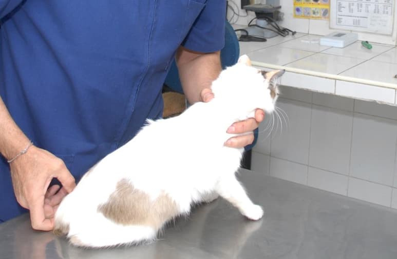 El Servicio Federal de Salud insistió en que 'ese tipo de infección es del hombre al animal y no del animal al hombre y que es necesario un contacto cercano y cotidiano entre el animal y su dueño'. (ARCHIVO)