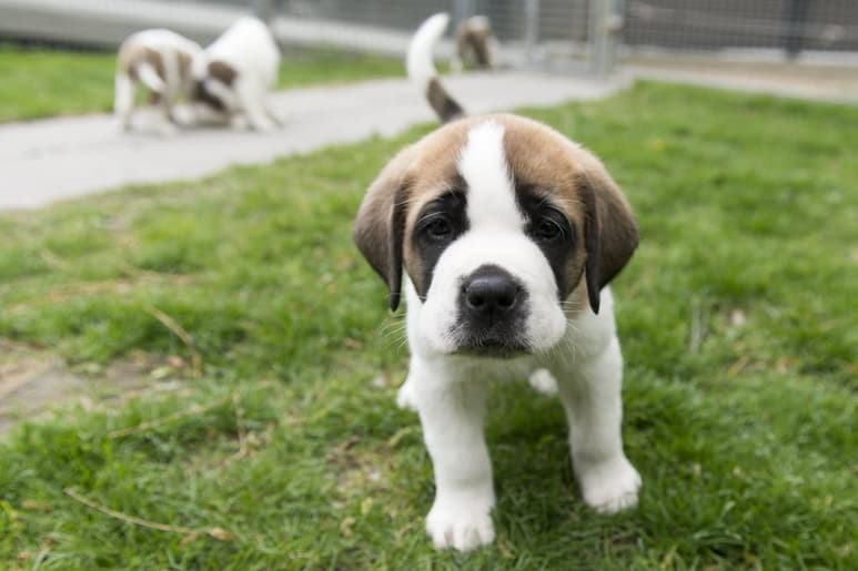 La compañía de un cachorro ayuda a la salud emocional, pues tiene efectos psicológicos, psicosociales y terapéuticos. (ARCHIVO)