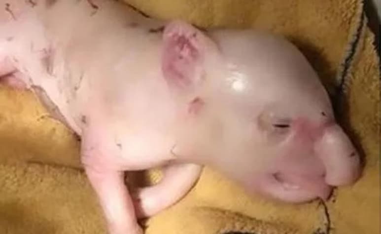 El animal fue el único de su camada que nación con la extraña condición (CAPTURA)