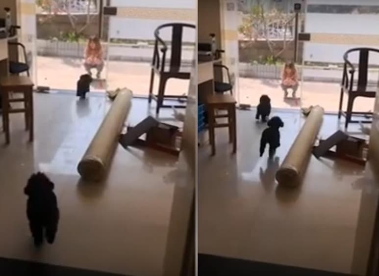 Un entusiasmo contagioso de los perros que sólo causa más risas. (INTERNET)