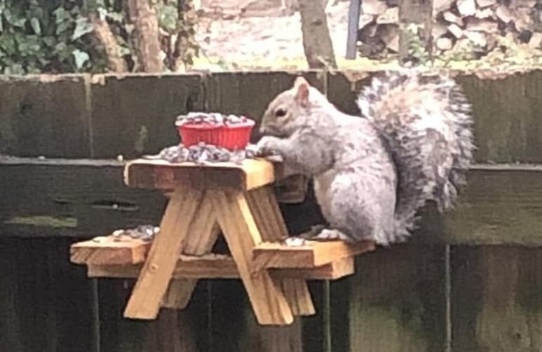 El hombre suele colocar nueces sobre la pequeña mesa para las ardillas (MATERIAL DE CATERS NEWS AGENCY)