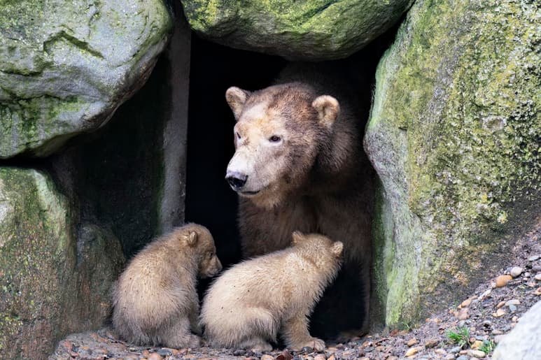 La dieta de los osos de las cavernas y cómo esta pudo afectar a su desaparición ha sido motivo de controversia entre la comunidad científica. (ARCHIVO)