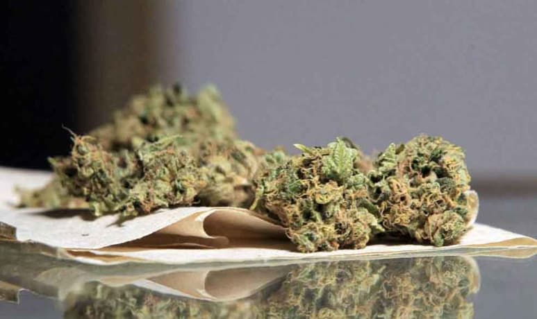 Las concentraciones altas de THC provocaron una disminución y un retraso en la capacidad de los ovocitos para alcanzar etapas críticas de desarrollo en momentos específicos. (ARCHIVO)