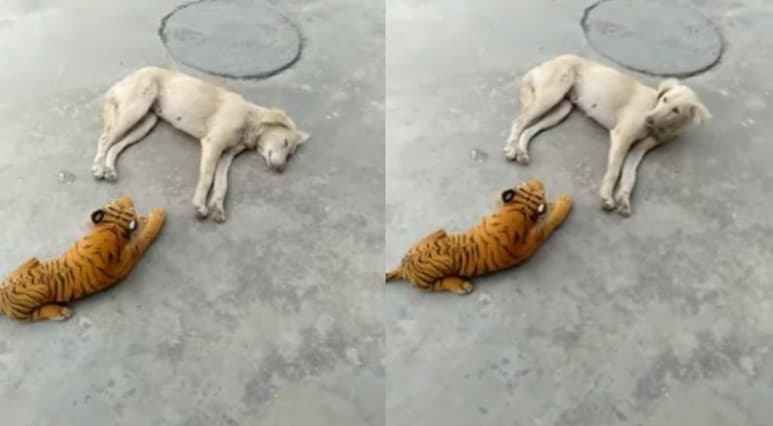 El can huyó despavorido al ver al animal de peluche frente a él (CAPTURA)