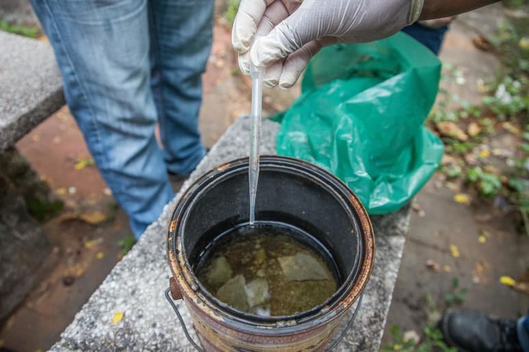 Diana Core Romero Lozano, integrante de la Sala de Situación en Salud de la Universidad de Guadalajara, advirtió que la época de calor y el aislamiento domiciliario por el COVID-19, contribuirán al aumento de contagios de dengue. (ARCHIVO)