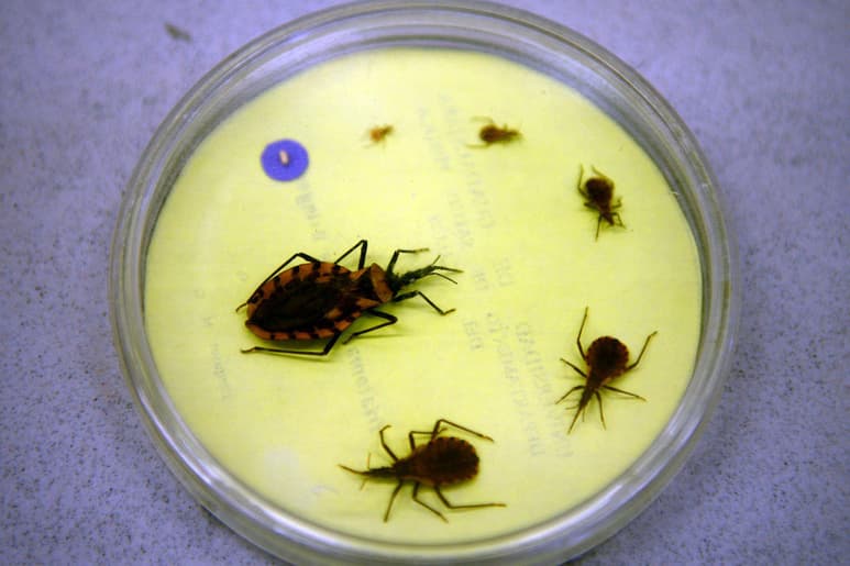 La enfermedad chagas, conocida como tripanosomiasis americana, es una enfermedad potencialmente mortal causada por el parásito protozoo trypanosoma cruzi. (ARCHIVO)