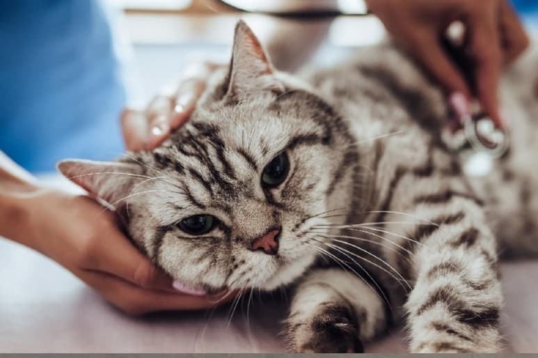 Especialistas recomiendan tomar medidas de prevención para los felinos, ya que según estudios estos pueden resultar propensos al contagio (ESPECIAL)