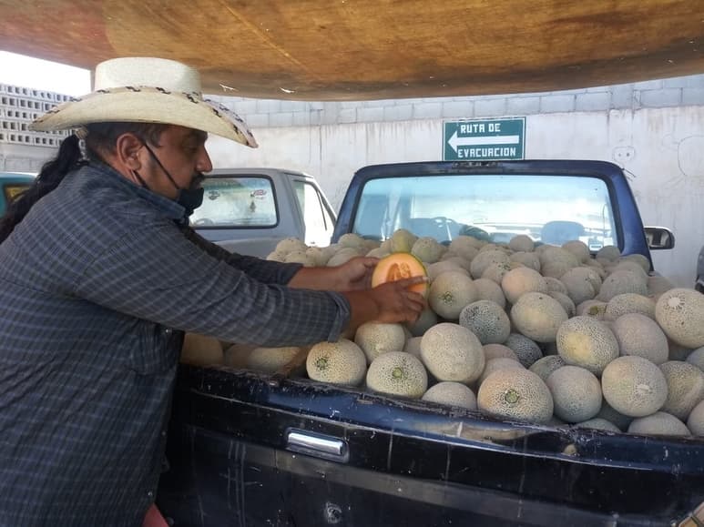 Buenas utilidades les reditúa a los productores el precio actual del melón y sandía en Matamoros. (EL SIGLO DE TORREÓN)