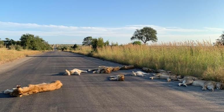 Material compartido por @SANParksKNP en Twitter. 