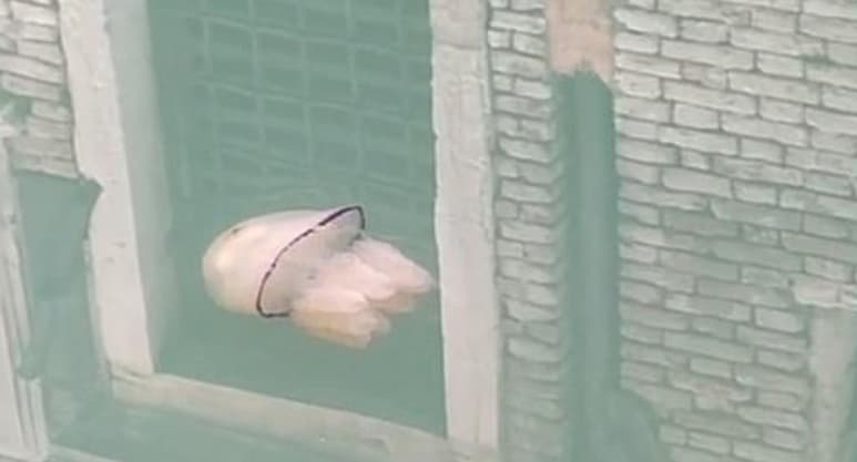 La medusa fue captada en Venecia, por una residente del lugar que se percató de la presencia del animal en las aguas claras de los canales (CAPTURA)