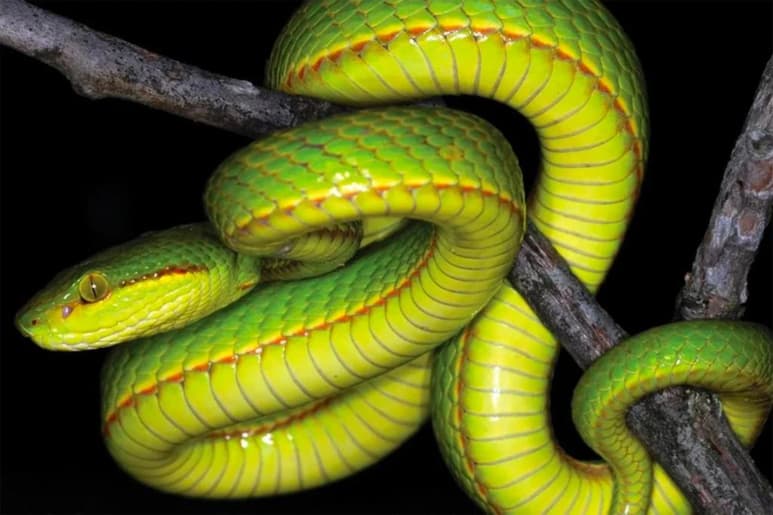 En honor a Salazar Slytherin, personaje de la saga de Harry Potter. (INTERNET)