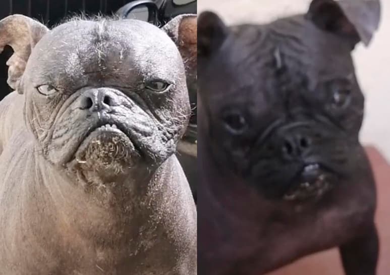 El video se ha compartido en otras redes sociales. (CAPTURA)