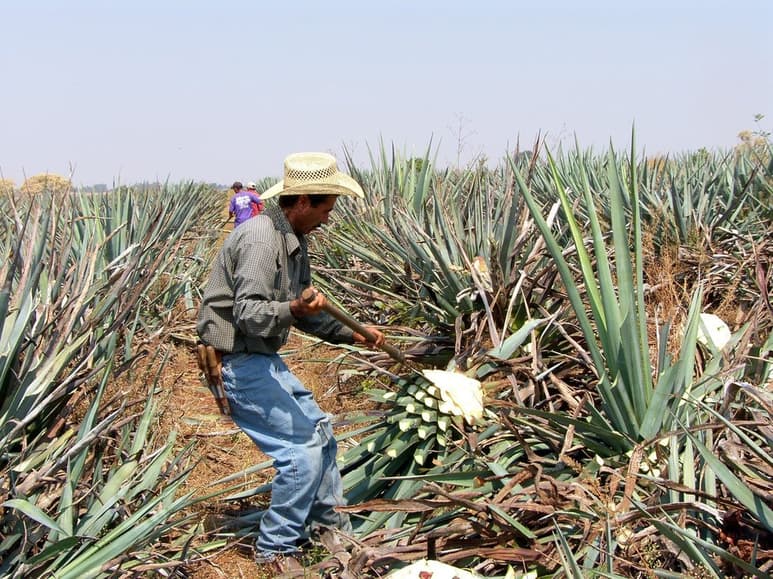 El campo requiere apoyo ante la emergencia sanitaria que se vive actualmente.