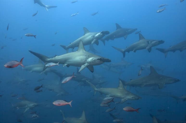 Un estudio desarrollado por investigadores de varias universidades e instituciones del mundo describe 27 especies de peces elasmobranquios. (ARCHIVO)