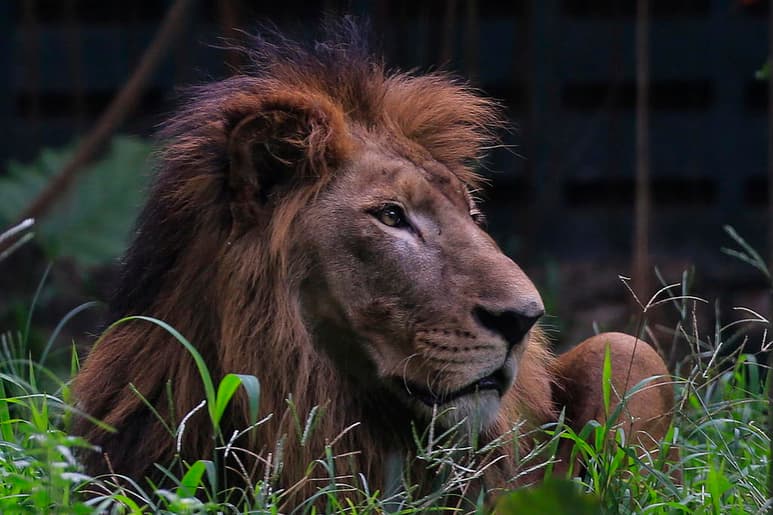 Biólogos han logrado mediante un estudio genético del león de las cavernas reconstruir la compleja historia evolutiva de los leones. (ARCHIVO)
