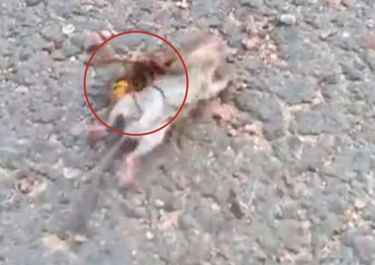 Video difundido en redes sociales. (CAPTURA)