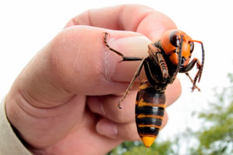 La especie actualmente se encuentra en la frontera norte de Estados Unidos. (ARCHIVO)