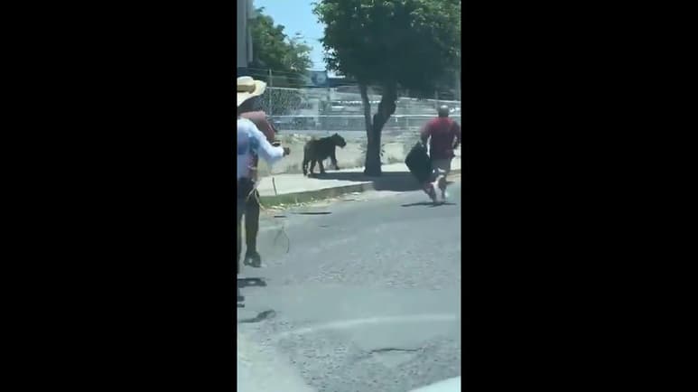 Un tigre fue captado en video mientras caminaba libre en las calles. En la imagen, un grupo de personas lo sigue, le cierran el paso con un vehículo y luego es capturado con una soga. (TWITTER)