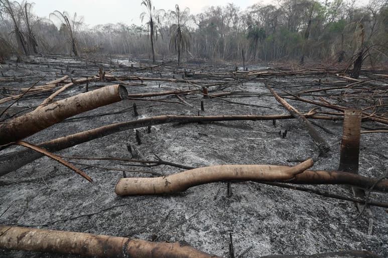 Los datos indican que el 60 % de las talas se dieron en áreas privadas, mientras que un 22 % ocurrió en zonas de conservación. (ARCHIVO)