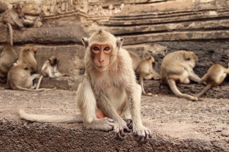 El uso de ultrasonidos dirigidos a regiones específicas del cerebro en macacos puede dar cierto control sobre las decisiones que toman esos animales. (ARCHIVO)