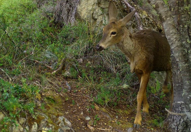 Científicos españoles del Instituto de Investigación en Recursos Cinegéticos (IREC-CSIC, UCLM, JCCM) produjeron por primera vez embriones de ciervo ibérico in vitro a partir de células germinales de hembras muertas. (ARCHIVO)