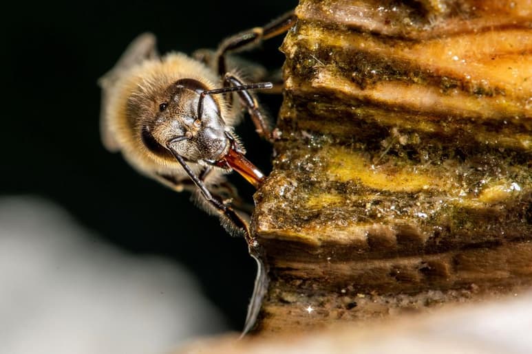 Un mundo catastrófico sin las abejas es lo que advierte Tonatiuh Alejandro Cruz Sánchez, académico de la FES Cuautitlán de la UNAM. (ARCHIVO)