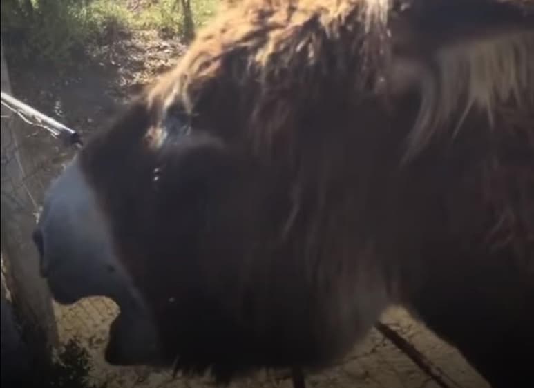 El video fue extraído del perfil de Ismael y se compartió en portales de distintos medios de comunicación. (CAPTURA)