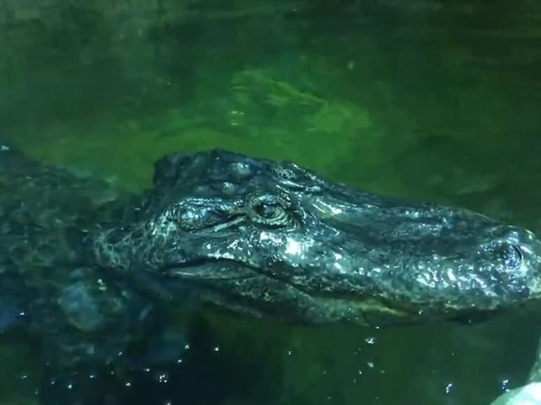 Un caimán que mucha gente cree perteneció a Adolf Hitler murió en el zoológico de Moscú. (TWITTER)