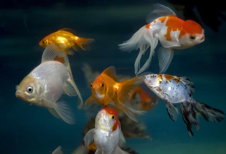 Una nueva hormona que estimula las funciones sexuales en peces podría allanar el camino hacia nuevos tratamientos contra la infertilidad en personas. (ARCHIVO)