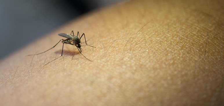 Algunos insectos pueden transmitir la bacteria, especialmente durante el verano. (ARCHIVO)