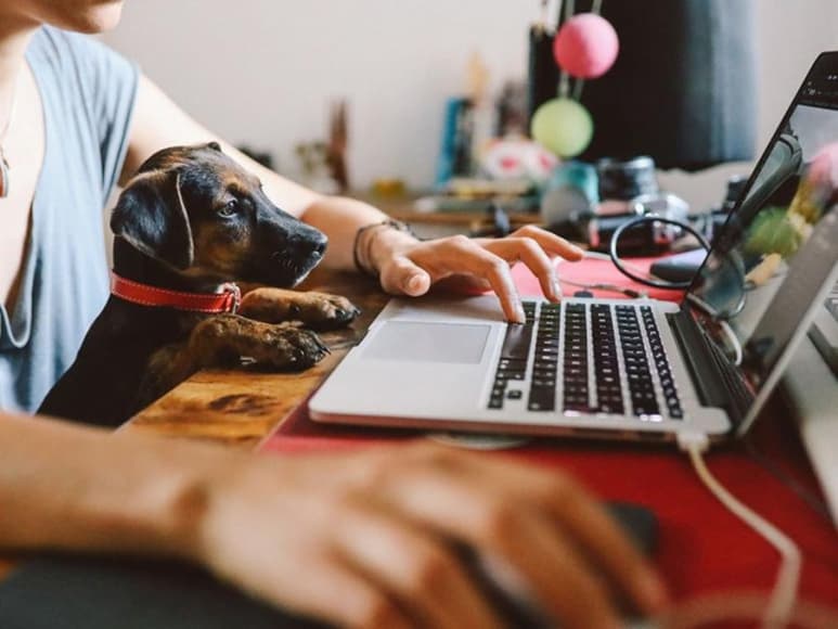 En esas condiciones, puede resultar complicado administrar el tiempo y el espacio en casa para no disminuir la productividad laboral, pero tampoco descuidar las tareas del hogar, entre ellas la atención a las mascotas. (ARCHIVO)
