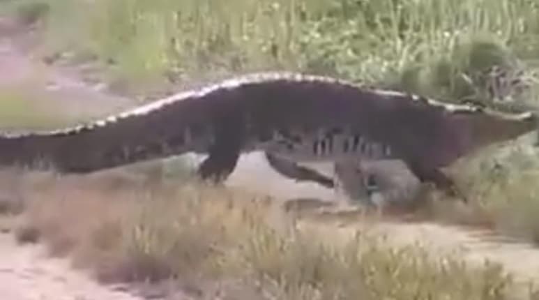 El reptil fue avistado en la colonia Fidel Herrera, en Coatzacoalcos, Veracruz (CAPTURA)