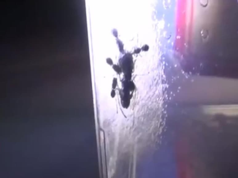 El video se compartió a través del portal de investigación Seeker. (CAPTURA)