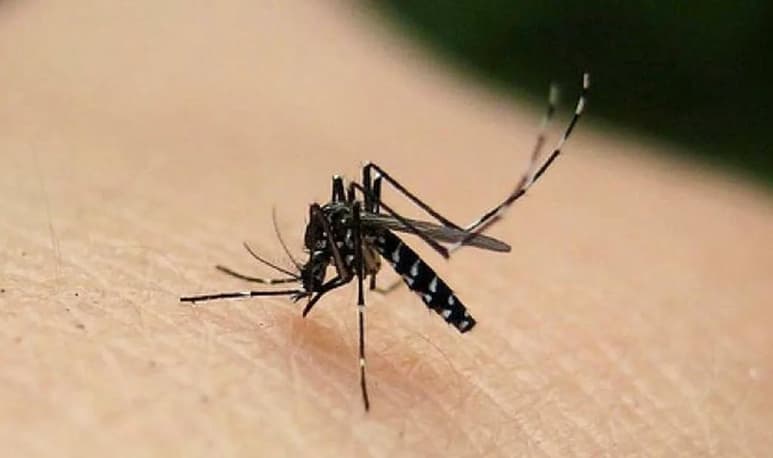 Las lluvias ocasionadas por la tormenta Cristóbal, en Yucatán, han provocado que la presencia de el 'mosco negro' sea más frecuente en el estado (CAPTURA)