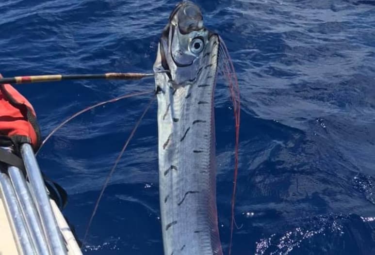 Un ejemplar de pez remo, fue capturado recientemente por pescadores en Cozumel, Quintana Roo (CAPTURA)