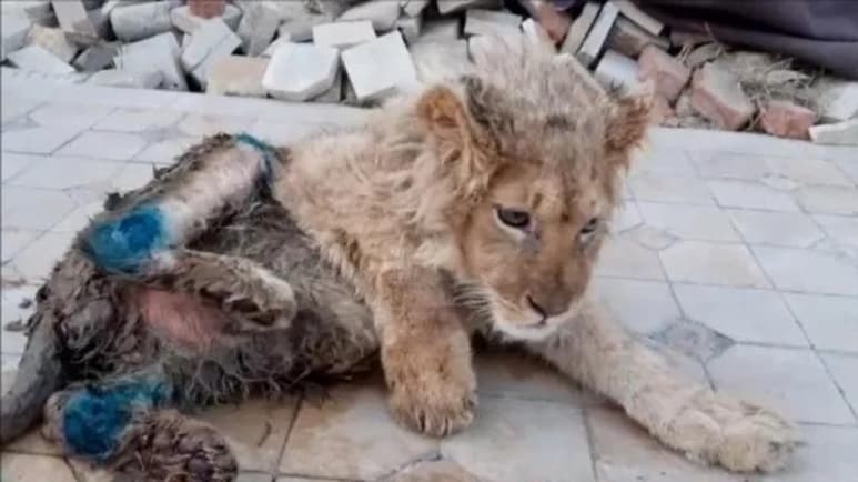 El veterinario ruso Karen Dallakyan, se ha hecho cargo de la recuperación de 'Simba', tras ser encontrado abandonado y atado en la región de Daguestán (CAPTURA)