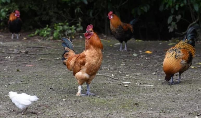 La presencia de las aves se intensificó durante la cuarentena (ESPECIAL)