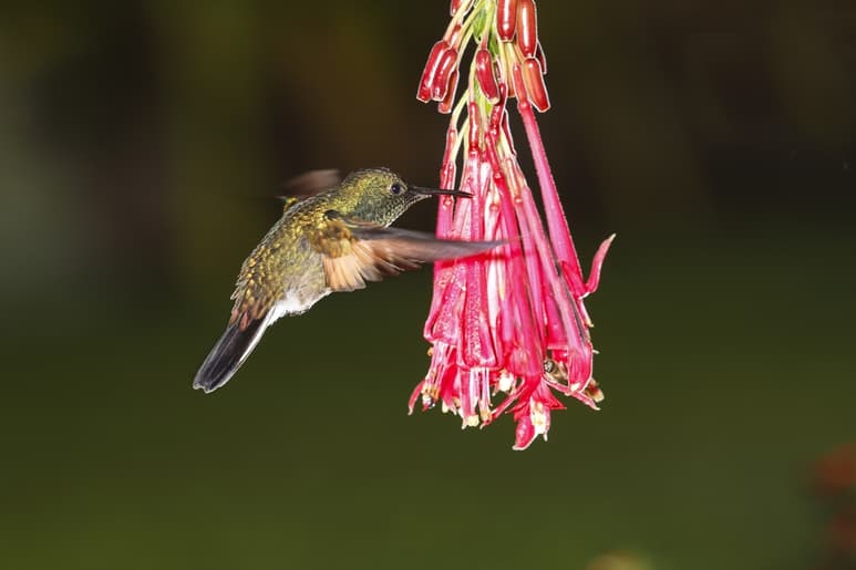 PERCEPCIÓN Las aves tienen cuatro conos en la vitrina que les permiten ver un rango de colores fuera del espectro humano. (ARCHIVO)