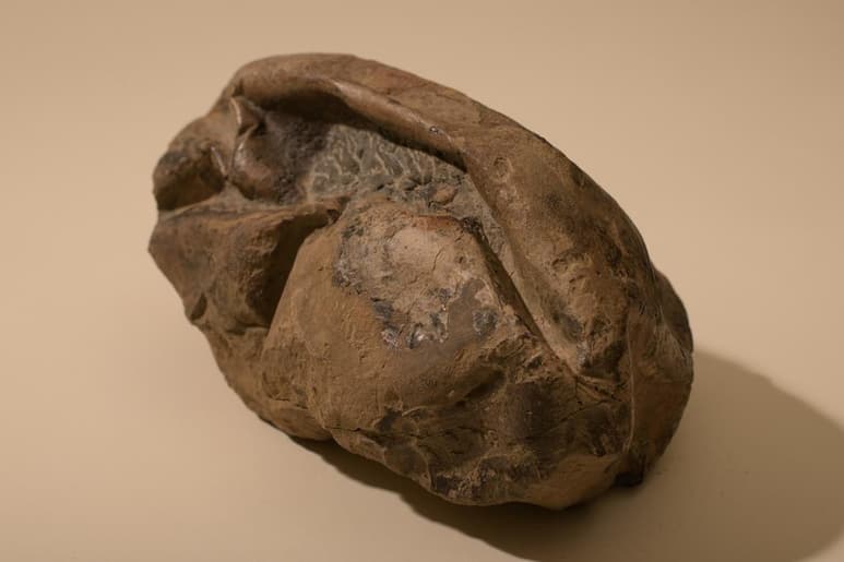 Los primeros dinosaurios podían haber puesto huevos de cáscara blanda, un hallazgo que desafía la idea prevalente de que este grupo de animales depositó desde sus inicios huevos con cáscara dura. (ARCHIVO)