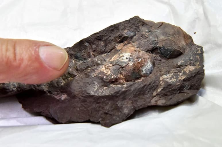 Un grupo de científicos japoneses anunció este martes el hallazgo del huevo de dinosaurio fosilizado más pequeño del que se tiene constancia en todo el mundo, de unos 4.5 centímetros de largo por 2 de diámetro. (ESPECIAL)