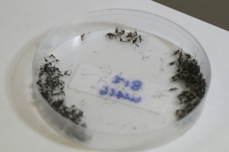 En 2014 la Organización Mundial de la Salud emitió una alerta mundial por la epidemia del zika. (AGENCIAS)