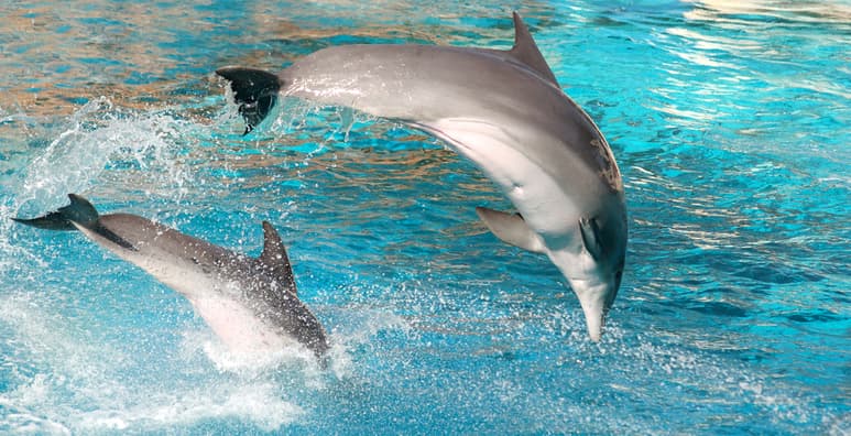 Los delfines son capaces de aprender técnicas para buscar alimento sin su madre. (ARCHIVO)