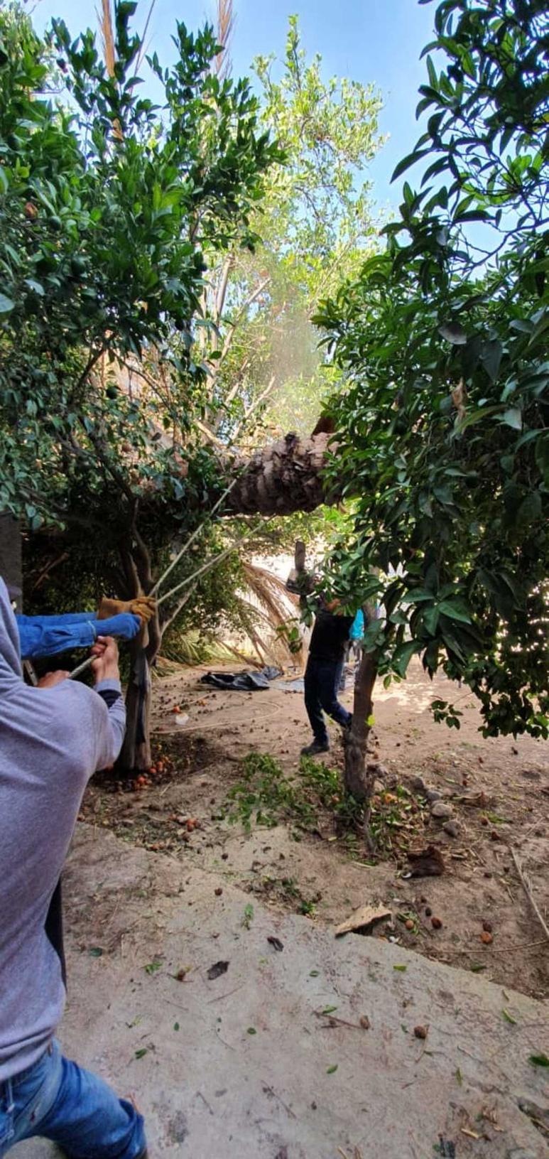 Protección Civil y Medio Ambiente siguen reparando los daños que provocó la tolvanera en Lerdo.
