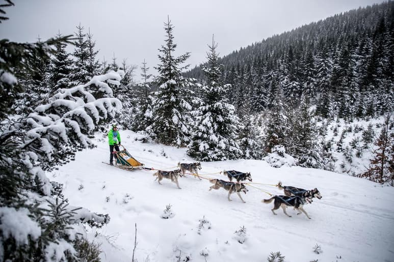 un estudio genómico concluye que los primeros perros de trineo surgieron hace 9,500 años en Siberia y que su ayuda fue fundamental para la supervivencia del hombre. (ARCHIVO)
