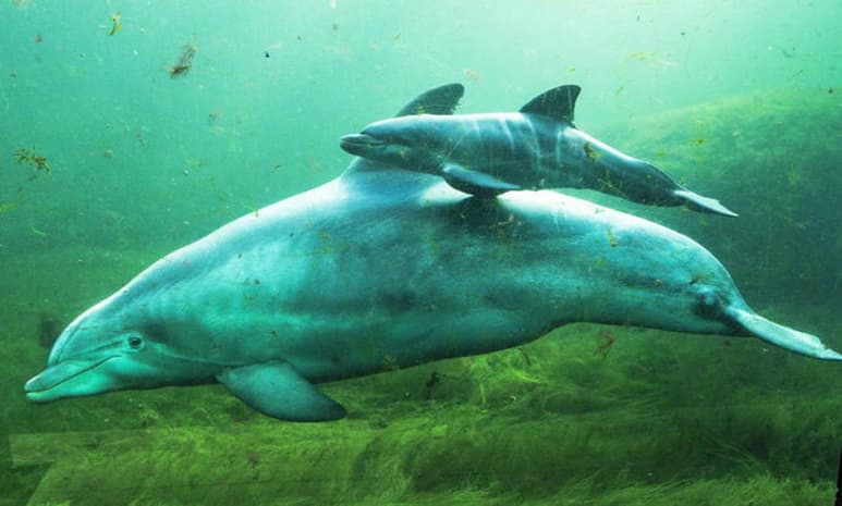 Los delfines son capaces de aprender técnicas para buscar alimento fuera del vínculo entre madre y cría, lo que demuestra una naturaleza parecida a la de los simios. (ESPECIAL)