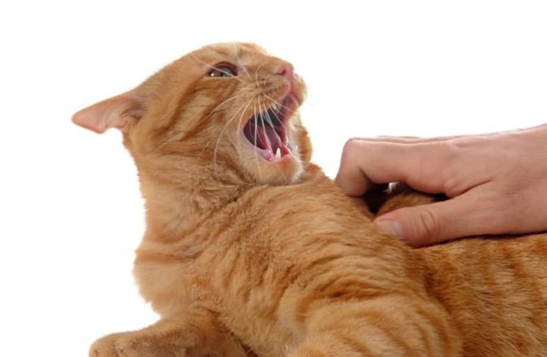 Las personas que entraron en contacto con el gato se encuentran en observación ante la posibilidad de haber contraído el virus (ESPECIAL)   