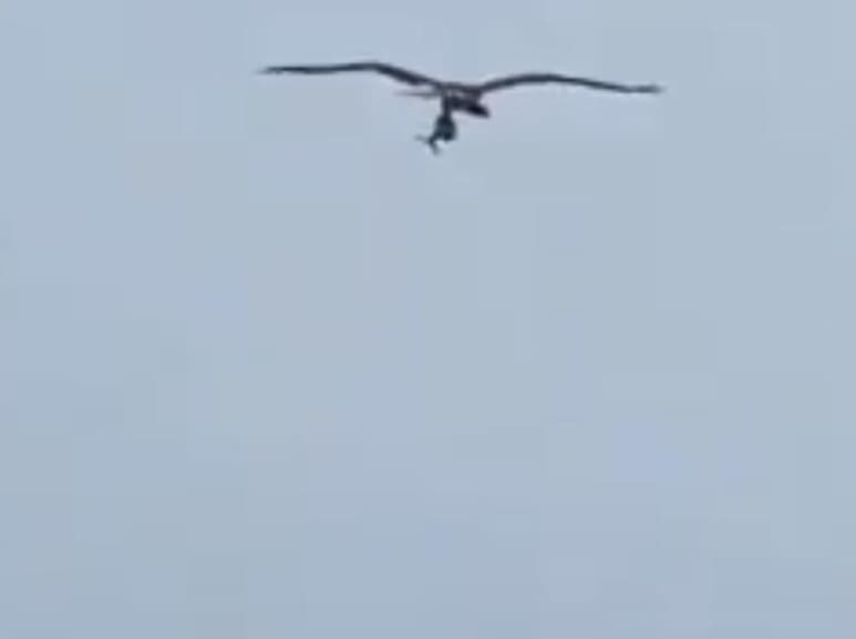 Comparten el asombroso video en Twitter. (CAPTURA)