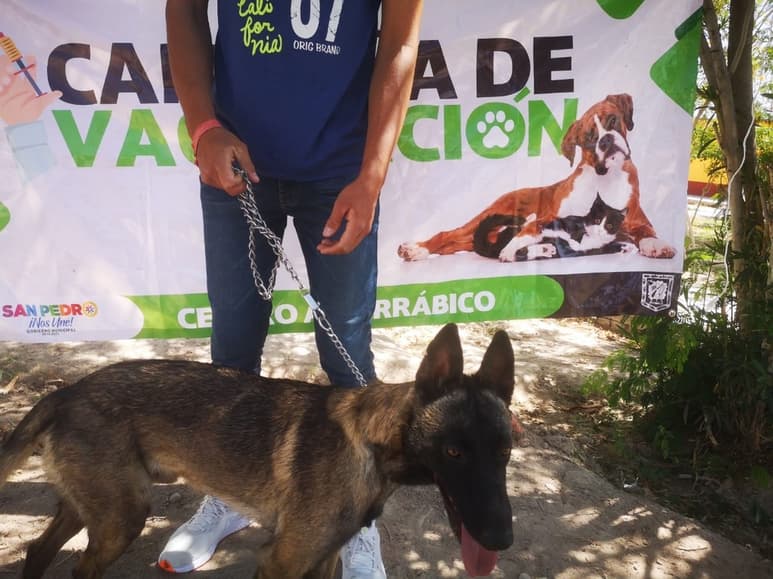 Estos miércoles y jueves, personal del Centro Antirrábico visitará comunidades rurales para aplicar las vacunas contra la rabia a perros y gatos, así como para realizar la desparasitación de las mascotas. (ARCHIVO)