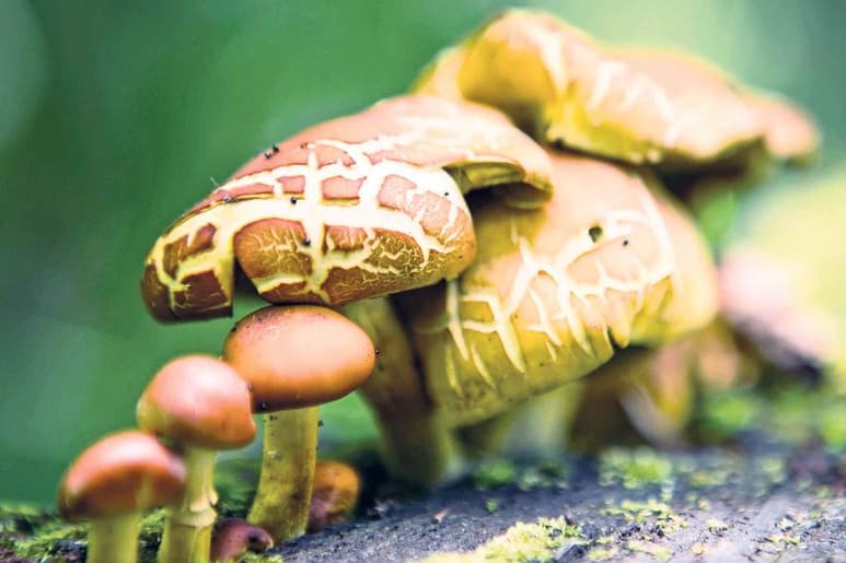 Investigadores de varios países han descubierto 69 nuevas especies de hongos en la Tierra, que se suman a las 125,000 ya conocidas, aunque han calculado que éstas apenas suponen el diez por ciento de las que quedan por encontrar. (ARCHIVO)