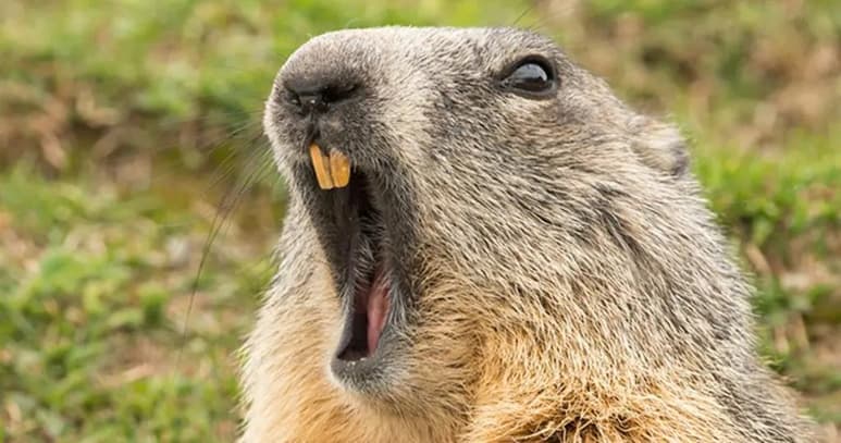 La pareja que se presume falleció a causa de la peste bubónica, habría consumido previamente carne de marmota (ESPECIAL)